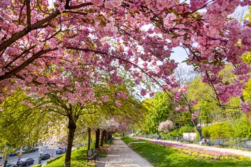 Foto auf Alu-Dibond blooming spring park in Ujezd district, Lesser town, Prague Czech republic © Michaela Jílková