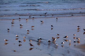 カサブランカの海岸