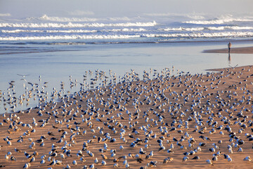 カサブランカの海岸