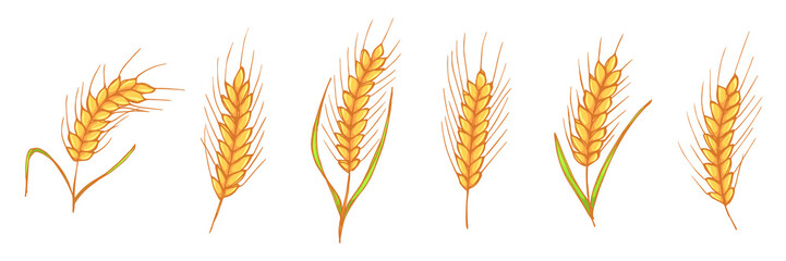 Vector hand drawn wheat illustration. Doodle set. Harvest clipart. Farm market product.