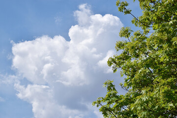 Clouds in the sky and green tree
