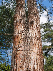 Trunk of a large pine tree in the woods