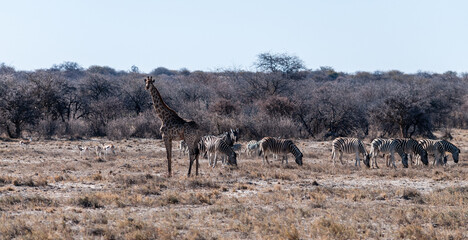 Closeup of the neck of an Angolan Giraffe - Giraffa giraffa angolensis- standing on the plains of Etosha National Park, amid a group of Burchell's Plains zebra -Equus quagga burchelli.