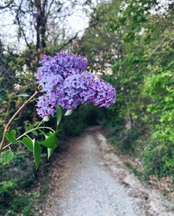 Obraz premium Beautiful fresh purple lilac flowers in full bloom in the garden against green leaves natural background, close up, selective focus.