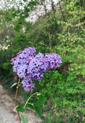 Beautiful fresh purple lilac flowers in full bloom in the garden against green leaves natural background, close up, selective focus.