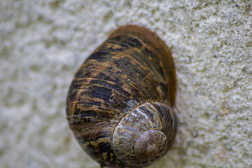 The small animals of nature