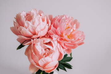 Beautiful bunch of fresh Coral Charm peonies in full bloom in vase against white background, close up. Minimalist floral still life with blooming flowers.