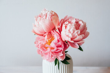 Beautiful bunch of fresh Coral Charm peonies in full bloom in vase against white background, close up. Copy space. Minimalist floral still life with blooming flowers.