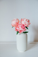 Beautiful bunch of fresh Coral Charm peonies in full bloom in vase against white background. Copy space. Minimalist floral still life with blooming flowers.