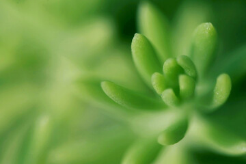 Leaves Tropical forest trees texture background wallpaper