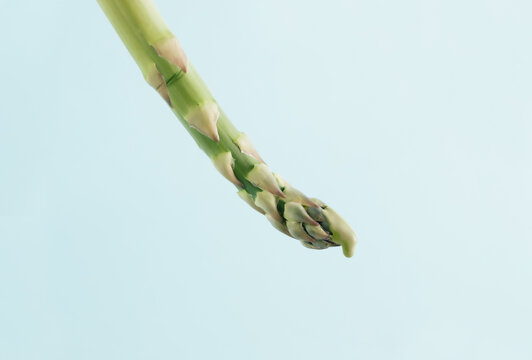 Green drop on the top of young fresh asparagus shoot on isolated pastel blue background. Idea of eating raw natural ingredients. Spring and summer vegetable card. Minimal abstract art food concept. - Powered by Adobe