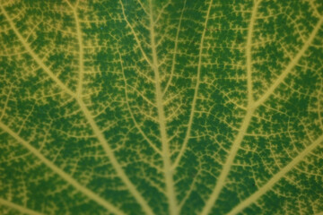 Leaves Tropical forest trees texture background wallpaper