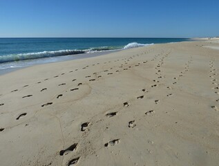 Dunes and beach on Culatra Island near Olhao, Algarve - Portugal 