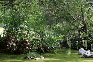 Leaves Tropical forest trees texture background wallpaper