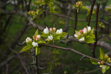 Apple tree with blooming flowers and buds