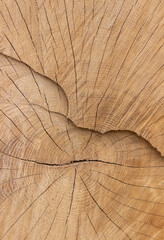 Fototapeta premium Cut down the tree. Wooden background. Nature.