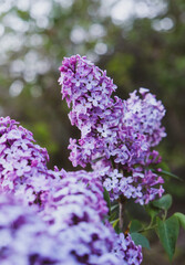 Beautiful fresh purple lilac flowers in full bloom in the garden against green natural background, close up, selective focus. Blooming syringa vulgaris, floral spring backdrop.