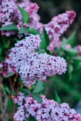 Beautiful fresh purple lilac flowers in full bloom in the garden against green natural background, close up, selective focus. Blooming syringa vulgaris, floral spring backdrop.