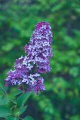 Beautiful fresh purple lilac flowers in full bloom in the garden against green leaves natural background, close up, selective focus. Blooming syringa vulgaris, floral spring backdrop.