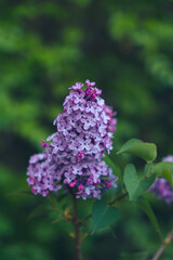 Beautiful fresh purple lilac flowers in full bloom in the garden, close up, selective focus. Blooming syringa vulgaris, floral spring background.