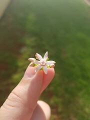 hand holding pink flower