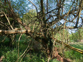 THE green nature of spring