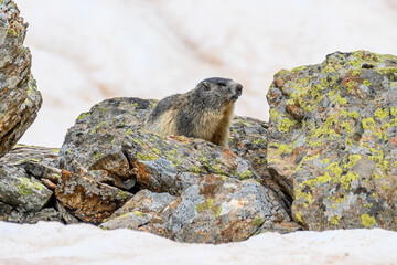 marmotte des pyrénées