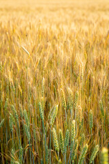 Close up of wheat field with grains outdoor food