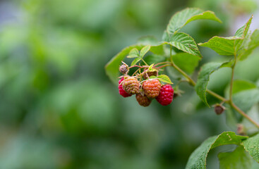 Close up of branch raspberry with red and green berries