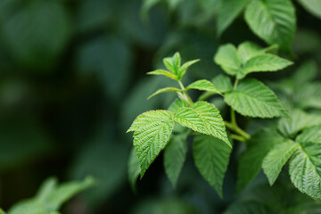 Close up of yuong green branch raspberry in garden
