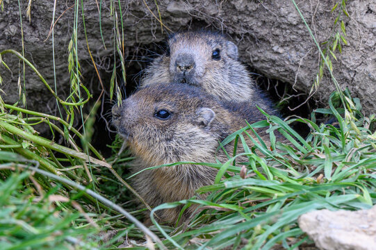 marmotte des alpes