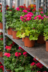 Growing geranium seedlings in professional greenhouse, beautiful red pelargonium flower in pot ceiling of modern hothouse with rows of plant nursery for sale or cultivation on floor