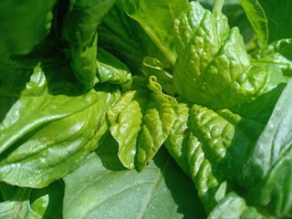 leaves of spinach