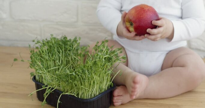 Infant in white bodysuit holds fresh apple with hands. Little baby sits on wooden floor near pea sprouts growing in black container closeup