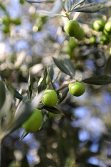 green olives on tree