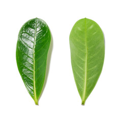 Green leaf isolated on white background.