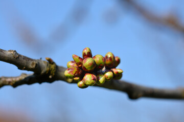 Sweet cherry
