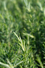 Rosemary leaves