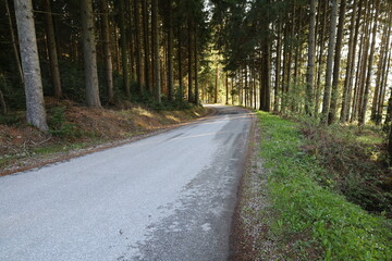 Road in the forest