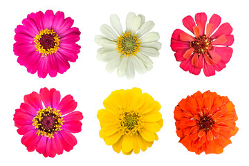 zinnia flowers on a white background.