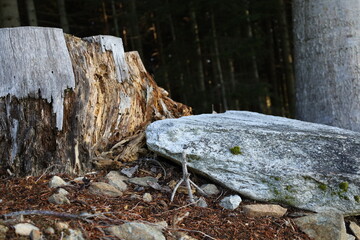 stone and stump