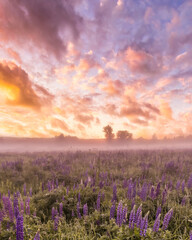 Fototapeta na wymiar Sunrise on a field with flowering lupines with fog and cloudy sky.