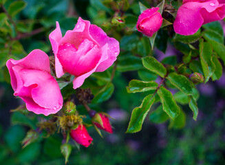 Beautiful dark pink flower Rosehip close-up. Blooming bush of Rosehip Medicinal. Free space.