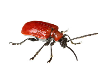 insects of europe - beetles: top view of scarlet lily beetle ( Lilioceris lili ) german...