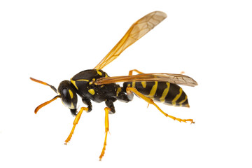 insects of europe - wasps: macro of paper wasp ( Polistes nimpha )  isolated on white background - side view