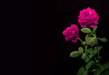 Two roses on black background
