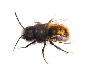 insects of europe - bees: male Osmia cornuta European orchard bee (german Gehoernte Mauerbiene)  isolated on white background - 502331968