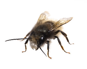 insects of europe - bees: diagonal fron view of male Osmia cornuta European orchard bee (german...