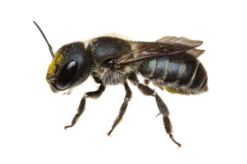 insects of europe - bees: macro side view of female Osmia caerulescens blue mason bee  (german Stahlblaue Mauerbiene)  isolated on white background with some yellow pollen