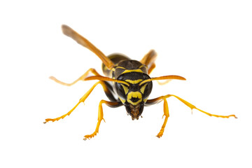 insects of europe - wasps: macro of paper wasp ( Polistes nimpha )  isolated on white background - front view